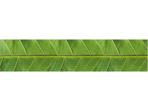 Фартук с фотопечатью Лист SP242